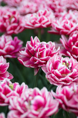 Obraz premium Tulips on flowerbed