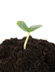 Green seedling growing from soil isolated on white