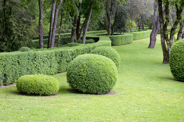 Arbuste décoratif