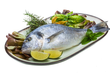 Fresh raw dorada