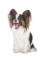 Papillon on white background