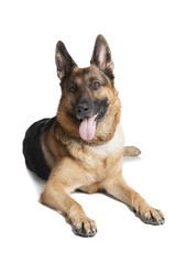 German shepherd