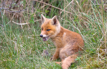 Red fox Cub