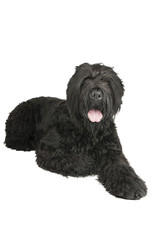 black terrier on a white background
