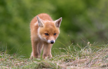 Naklejka na ściany i meble Red Fox Cub