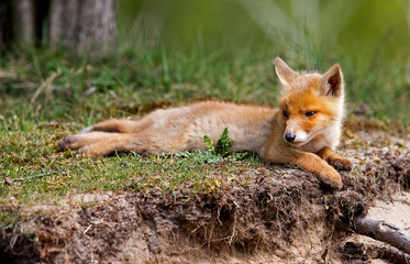 Red Fox cub relaxing