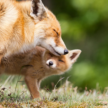 Red Fox And Her Young Cub