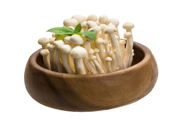 Japan mushroom Shimeji