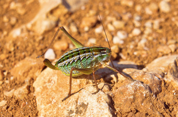 grasshopper Orthopterous Tettigoniidae