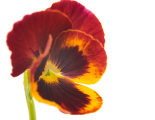 pansy flower