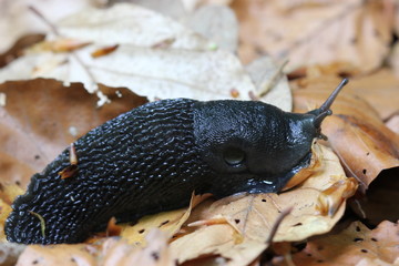 Schwarzer Schnegel (Limax cinereoniger)