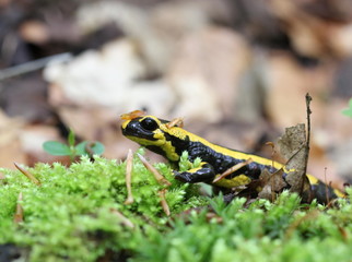 Feuersalamander im Nationalpark Kellerwald