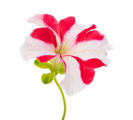 red flower of petunia