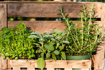 pot of herbs