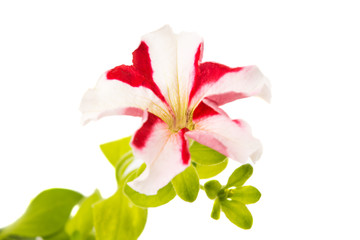 red flower of petunia