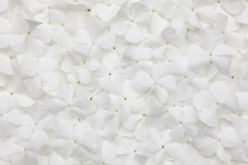 white flower background - Powered by Adobe