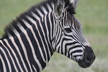 Fototapeta na wymiar Zebra head in profile