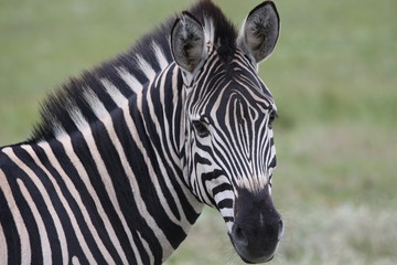 Fototapeta na wymiar Głowica Zebra stoi aparat