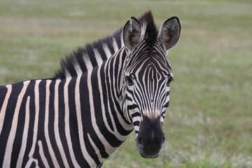 Fototapeta na wymiar Głowica Zebra stoi KAMERA2