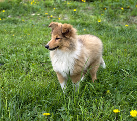 Shetland sheepdog outdoors