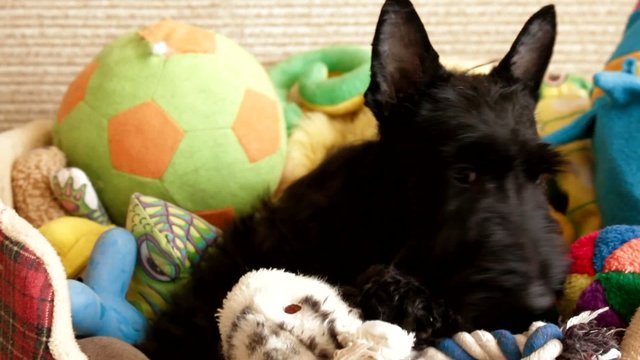 Scottish Terrier Puppy Among The Toys