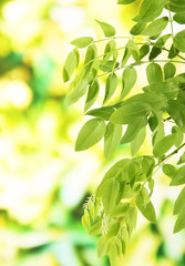 Green leaves on bright background