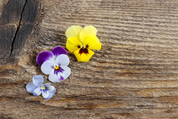 The pansy flowers on wooden background. Copy space.