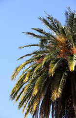 Palm trees autumn branches in the blue sky.
