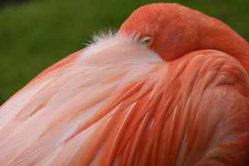 Close up pink flamingo