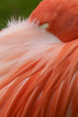 Close up pink flamingo