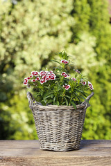 A popular fragrant biennial garden plant, Sweet William or Diant