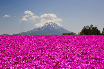 Mt Fuji and pink moss phlox