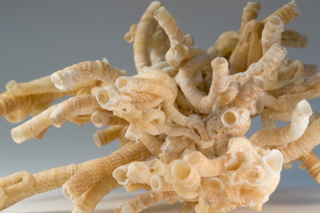 serpulid worm tubes