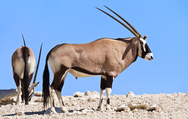 Oryx grazing in the desert