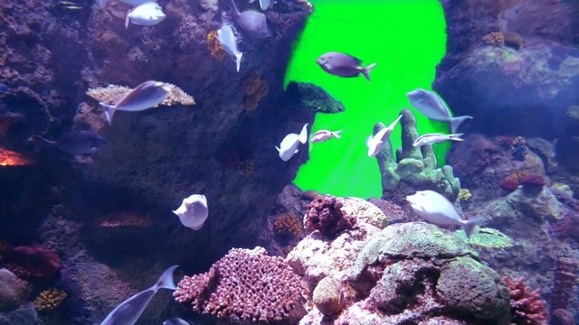 aquarium life with green screen