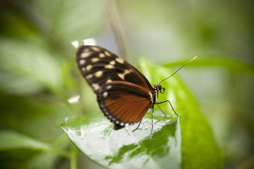 Fototapeta na wymiar Schmetterling braun mit weißen Flecken
