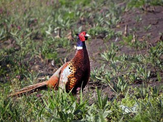 Fototapeta premium pheasants in the field