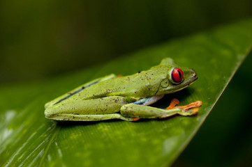 Rotaugenlaubfrosch