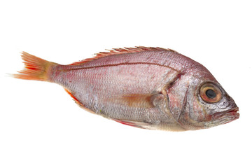 Raw Sea Perch