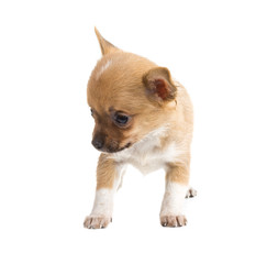 Chihuahua