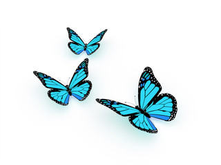 Fototapeta na wymiar Blue butterfly isolated