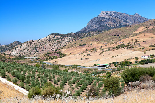 olive tree fields and mountain in Montecorto, Spain