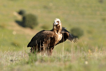 Buitre en el campo