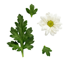 Set of chamomile flower and leaves for collage