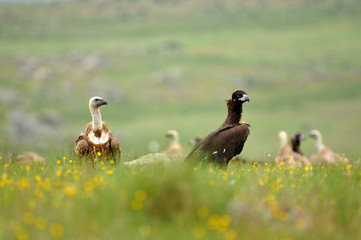 Los buitres entre la vegetación