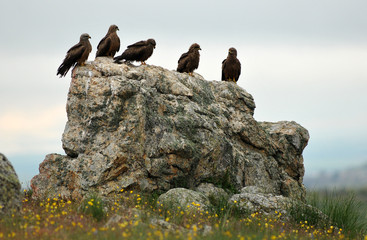 Grupo de milanos en la roca