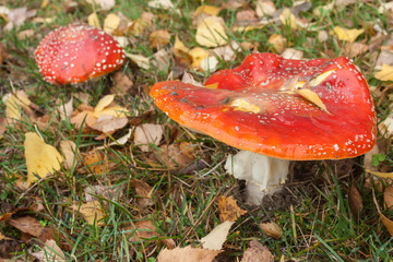 fly agaric mushrooms in autumn