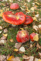 fly agaric mushrooms growing on meadow