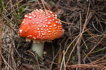 fly agaric with conifer needles
