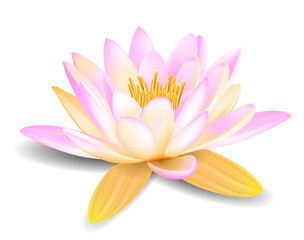 Fototapeta premium Water lily and zen stones